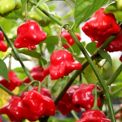 Chilli Pepper Bishops Crown Seeds (Capsicum baccatum)