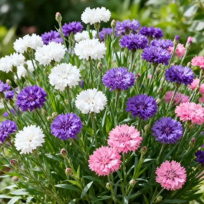 🌼 Premium Cornflower Seeds – The "Unstoppable" Wildflower That Grows Anywhere