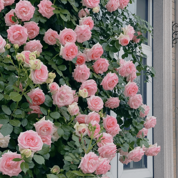 Spring Promotion 49% OFF - 🌱Climbing Rose Seeds