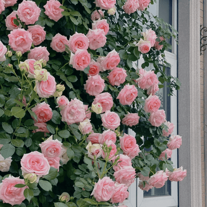 Spring Promotion 49% OFF - 🌱Climbing Rose Seeds