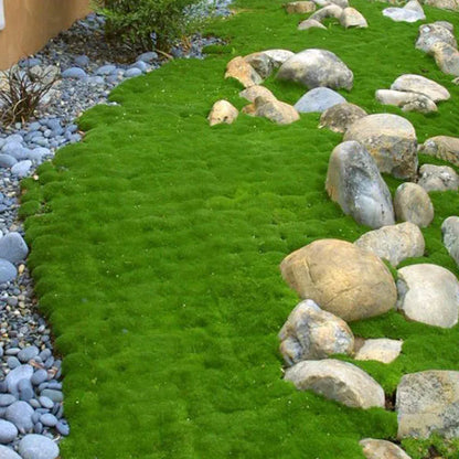 🌳Irish Moss Pearl Grass Seeds for Garden Yard Lawn