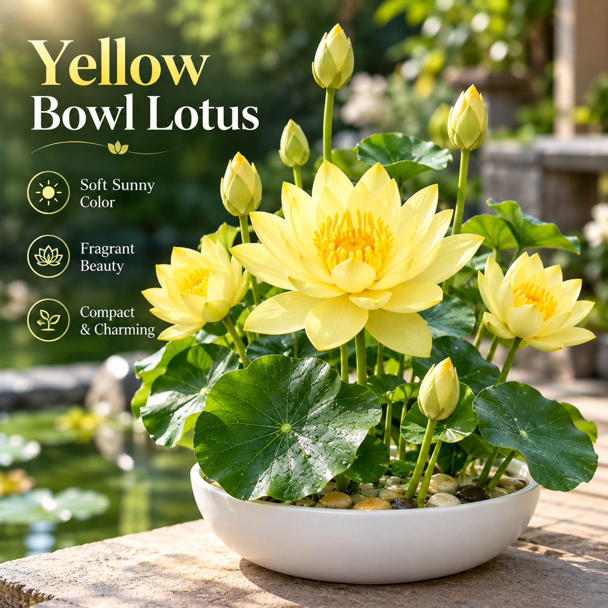 🪷Water lily - The Sacred Bonsai Lotus Flower