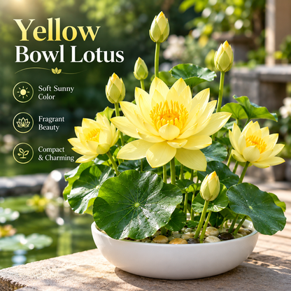 🪷Water lily - The Sacred Bonsai Lotus Flower