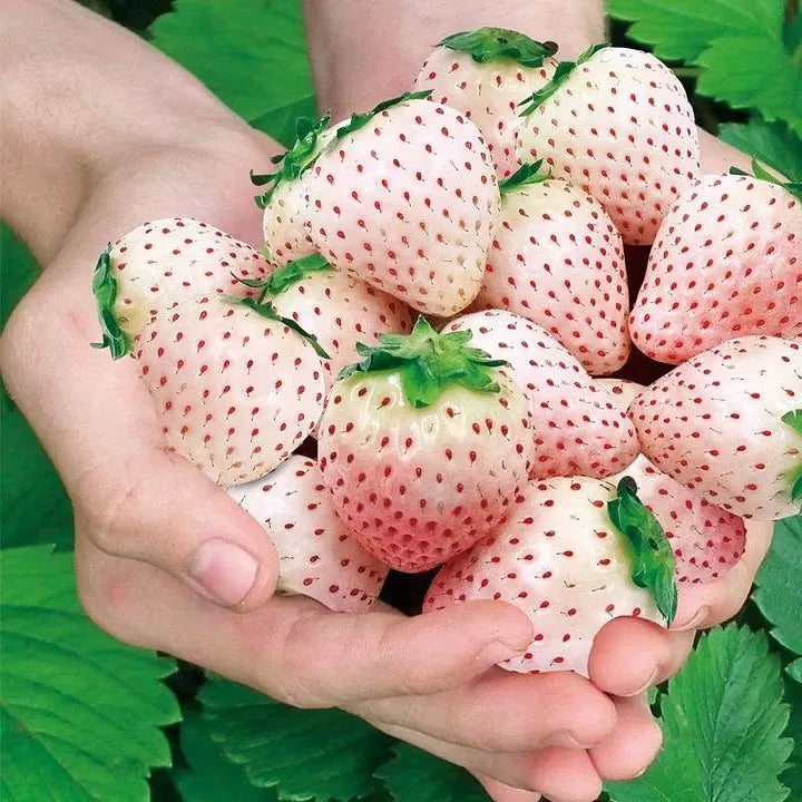 🍓 White Cream Strawberry Seeds – Grow Sweet, Creamy Strawberries at Home