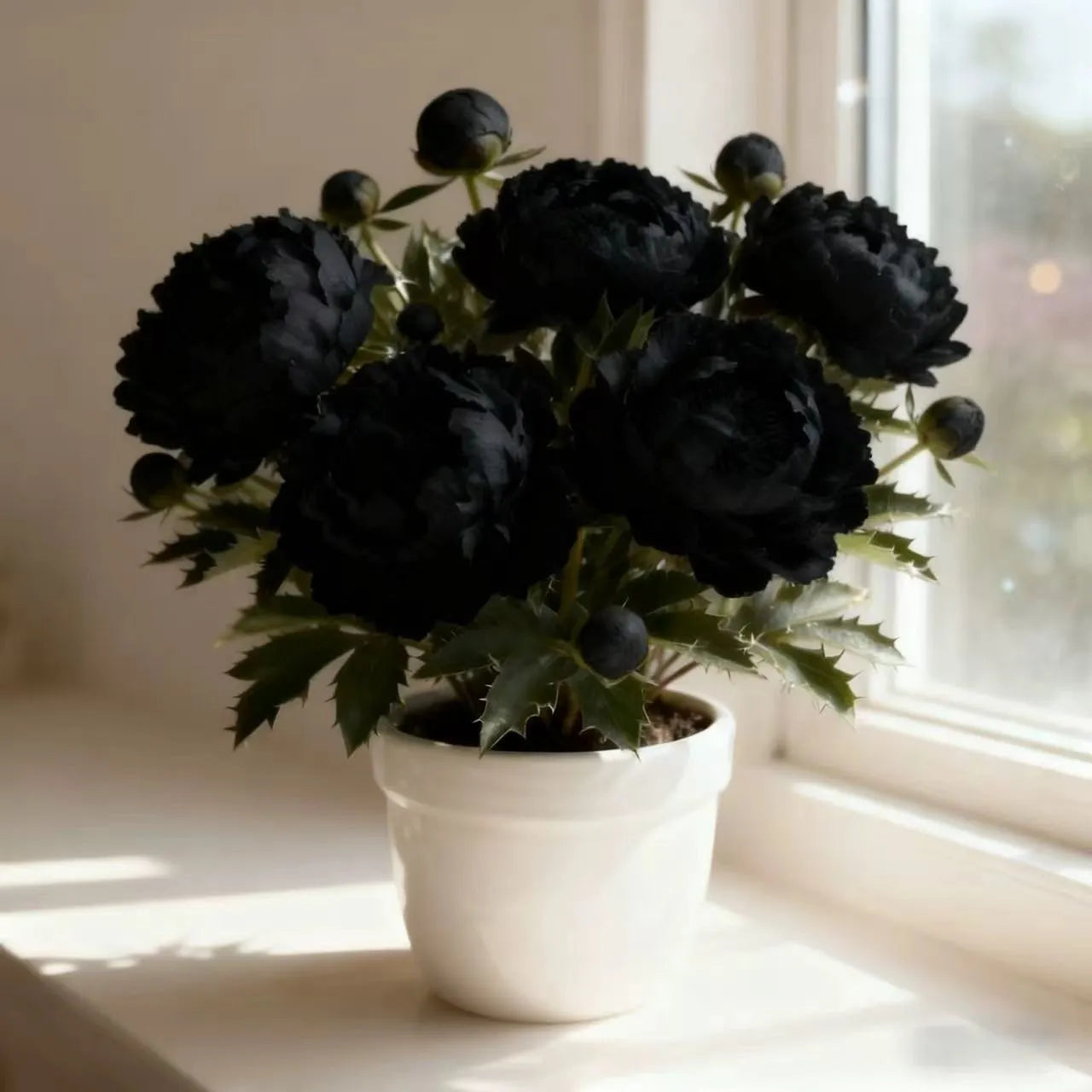 Dwarf Peony Seeds – Big Blooms in Small Spaces 🌿 Easy to Grow & Beautifully Compact