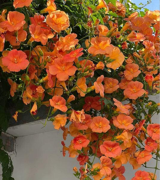 🧡Campsis Radicans -The First Choice For Wall-Climbing Plants