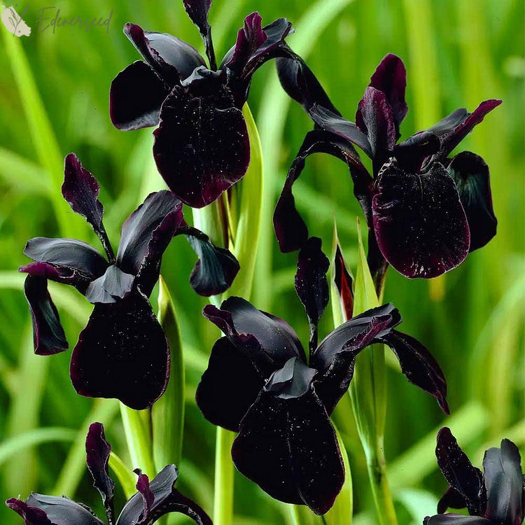 Multi Iris Seeds: Vibrant, Resilient, and Spectacular Blooms
