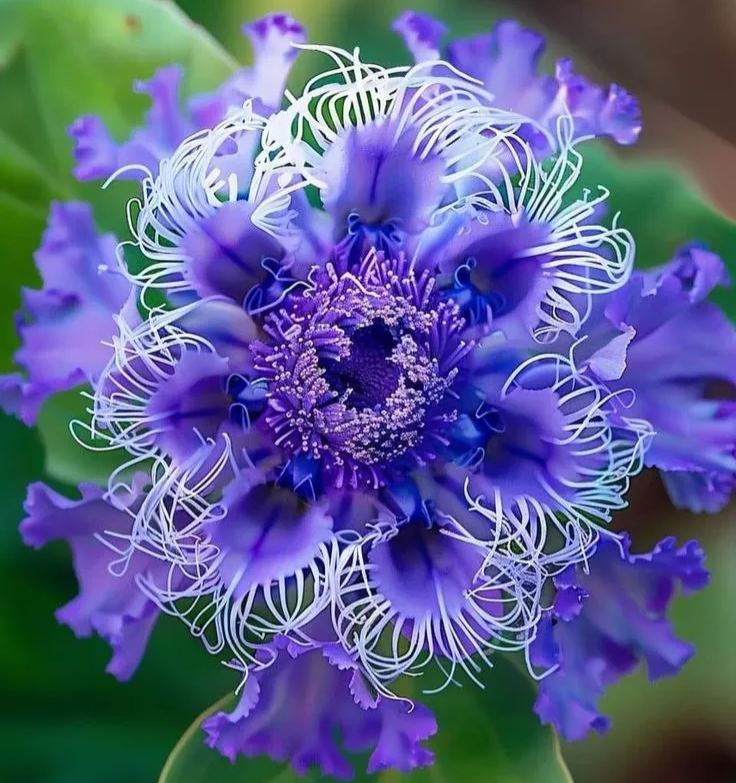 🌸 Purple Passionflower Seeds – Grow Your Own Exotic Paradise!