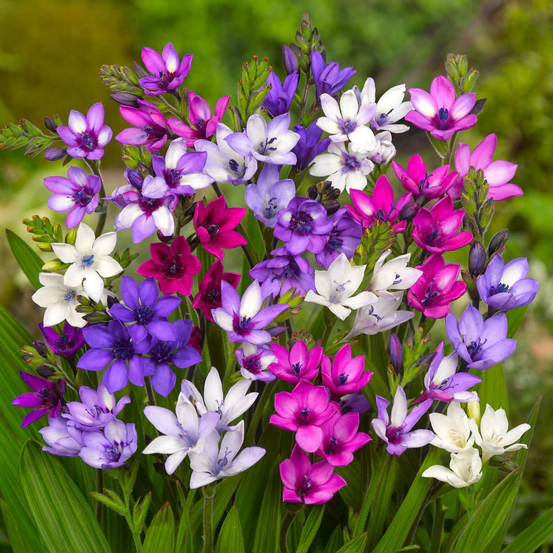 Rain Orchid Bulbs-Blooms once the next rain falls