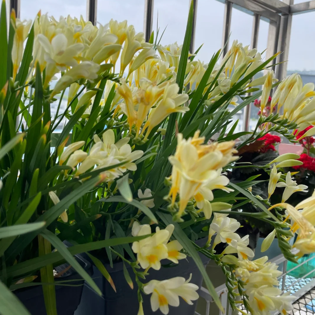 💐Perfume Freesia Bulbs