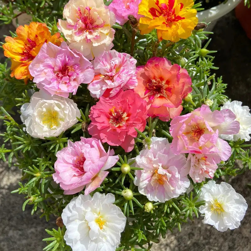 🌸 Moss Rose Seeds