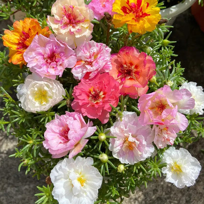 🌸 Moss Rose Seeds