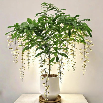 🌿Star Jasmine Seeds – Fragrant, Fast-Growing & Garden-Ready