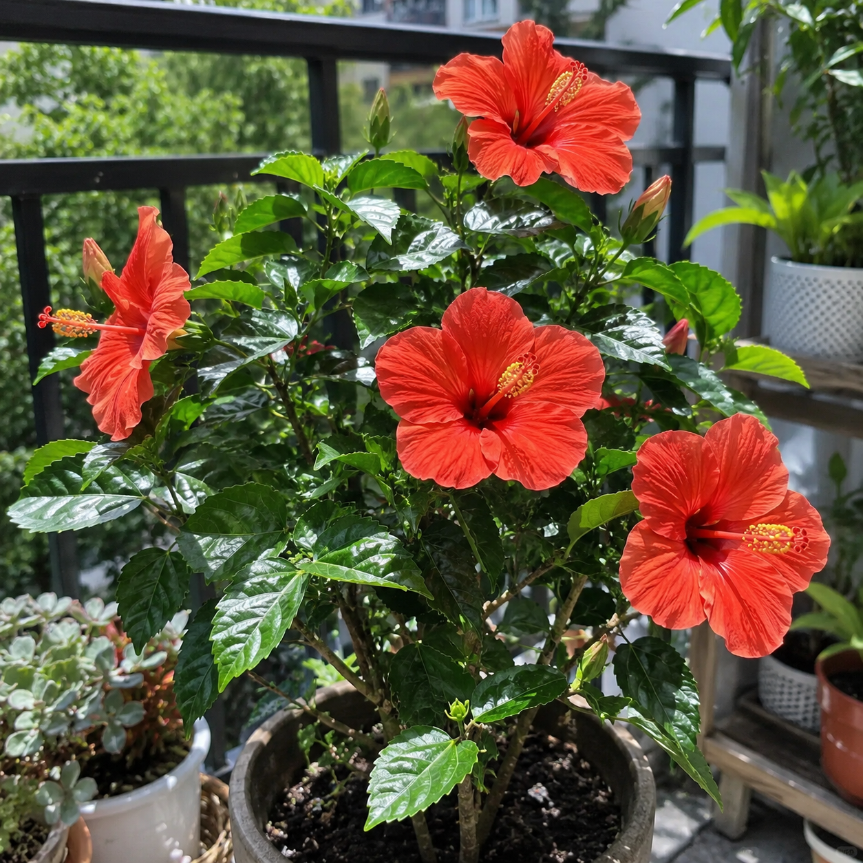 🌺 Premium Hibiscus Seeds-Grow Giant Tropical Blooms With Months of Brilliant Color and Effortless Beauty