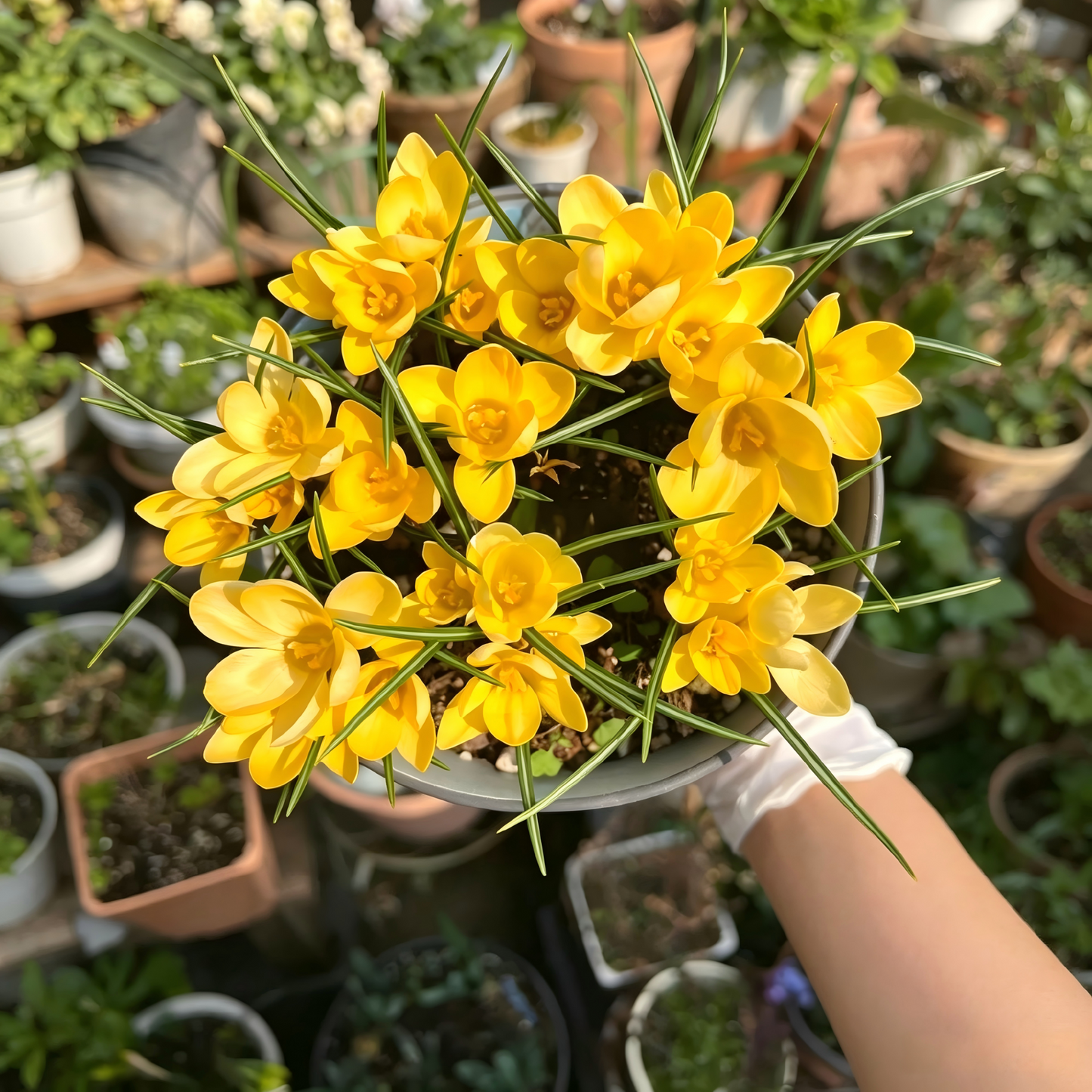 🌸 Premium Saffron Crocus Bulbs-The Gold Among Flowers