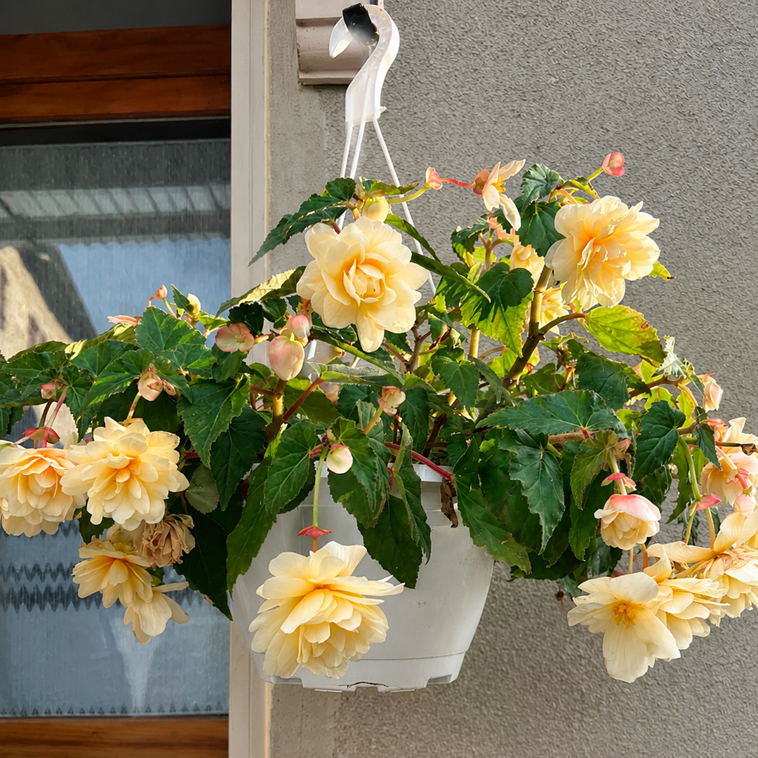 🌺 Premium Weeping Begonia Bulbs