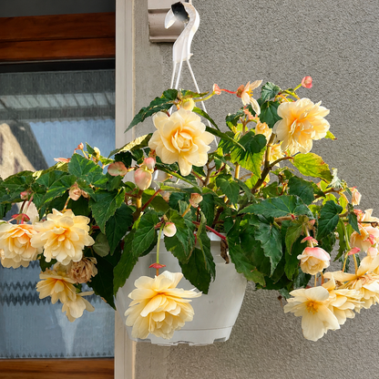 🌺 Premium Weeping Begonia Bulbs