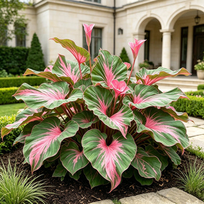 🌿Garden Favorite Hosta Bulbs – Lush Foliage, Shade-Loving Perennial Garden Plants🪴
