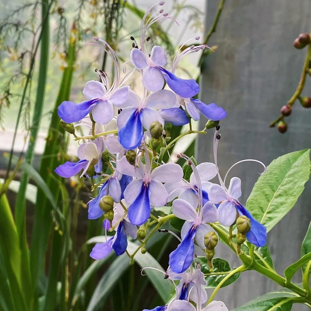 Premium Blue Butterfly Pea-Edible Summer Sowing Seeds