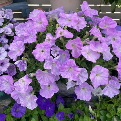 Dwarf Petunia Seeds for Pots, Baskets and Gardens🌸