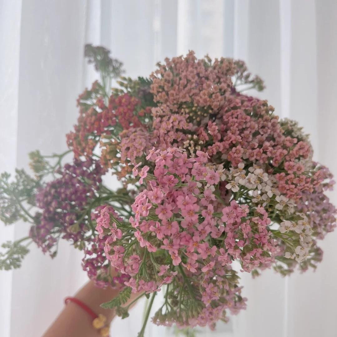 🌼 Yarrow Seeds – Peaceful Blooms to Heal Your Garden & Your Soul 🌿