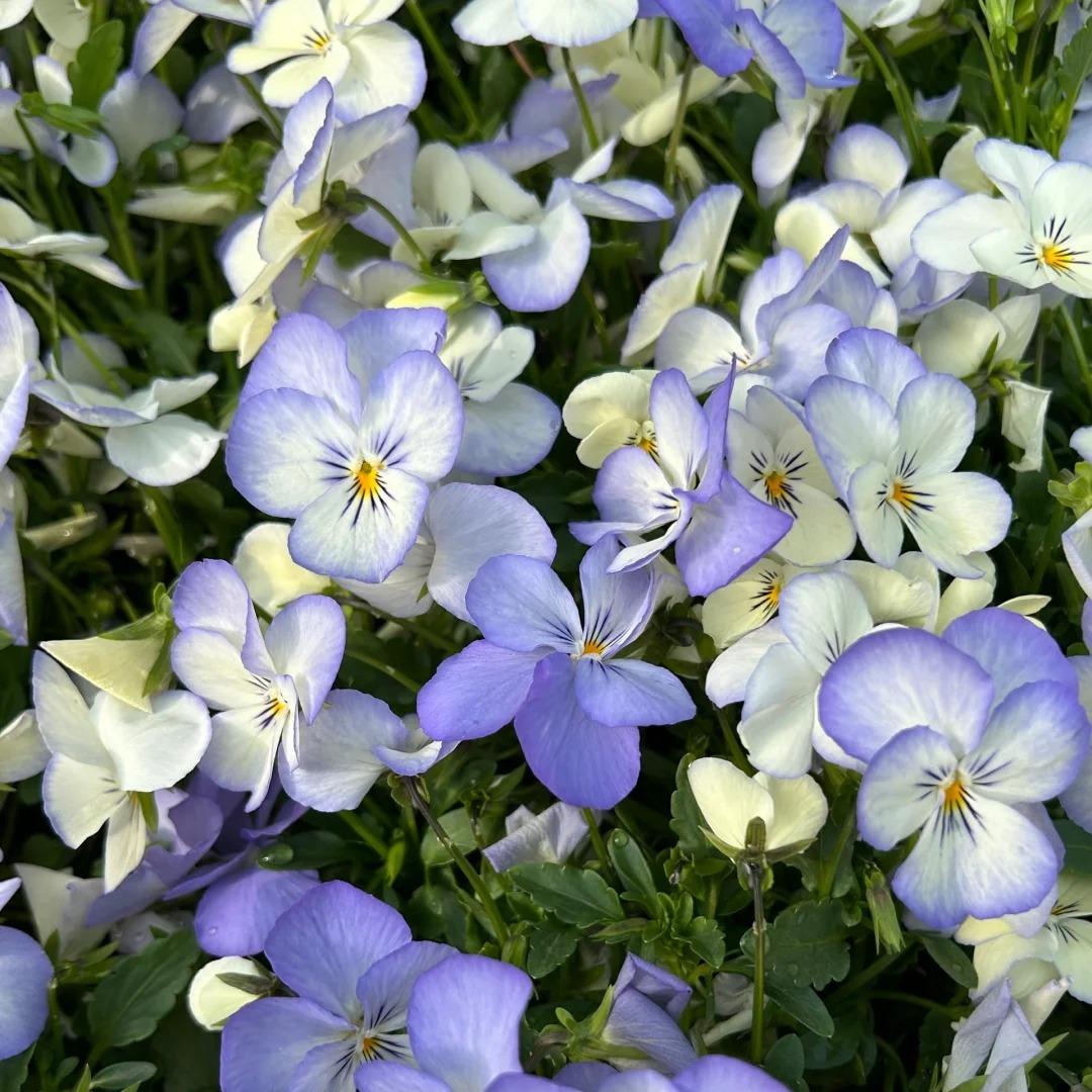 Bring a Splash of Color to Your Garden with Pansies Seeds 🌈