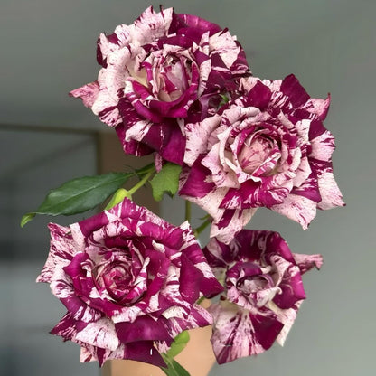 🌹 Rare Striped Rose Seeds