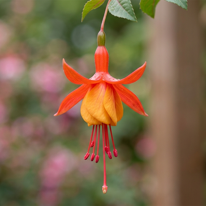 Fuchsia Flower Seeds – Stunning Hanging Lantern Flowers for Garden & Balcony