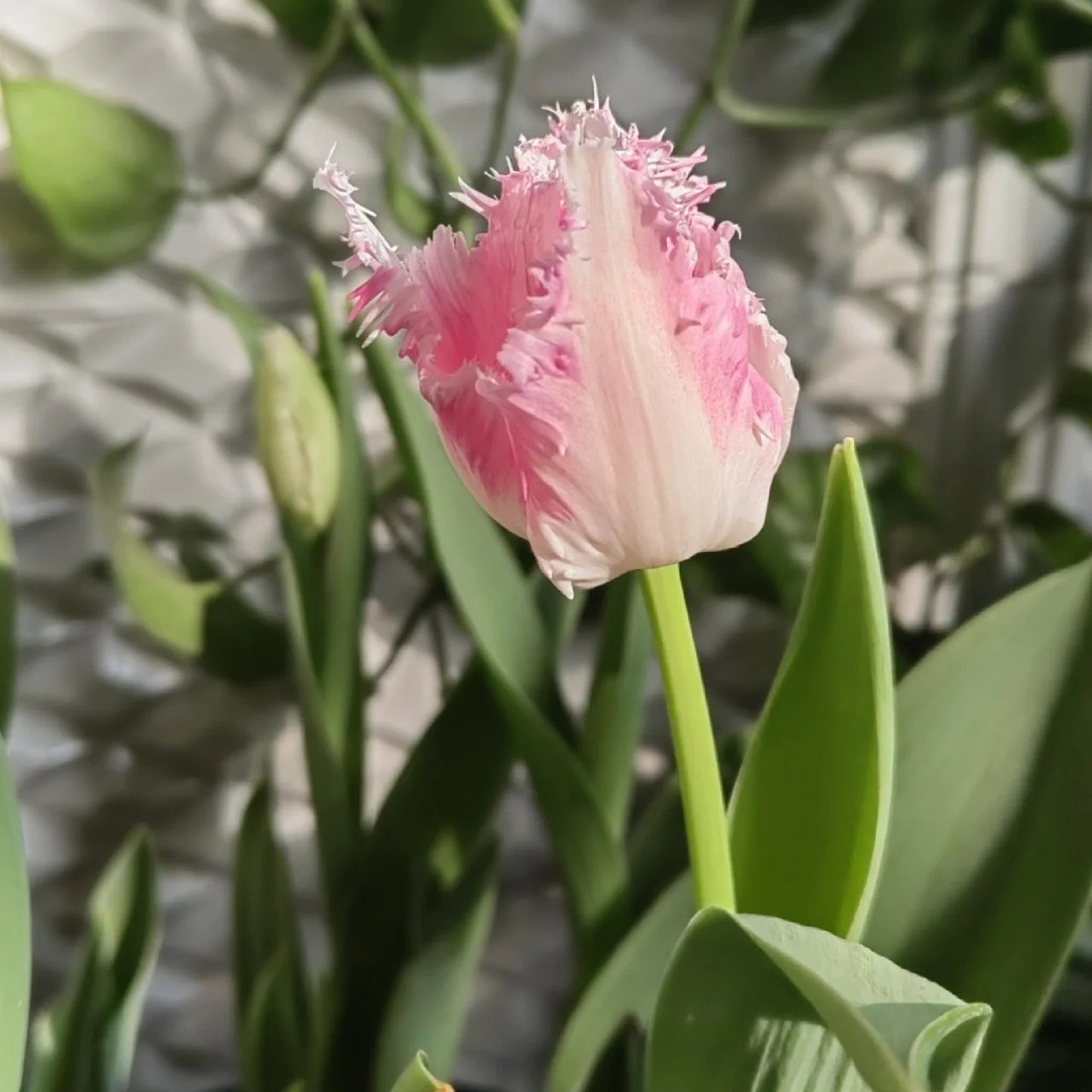 Frill Tulip seeds