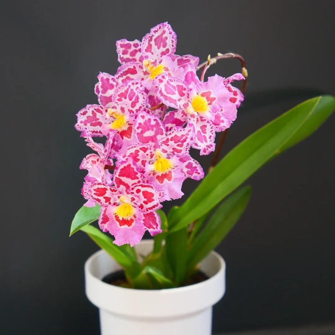 🌸Leopard Gemstone Orchid - Beautiful and Unique