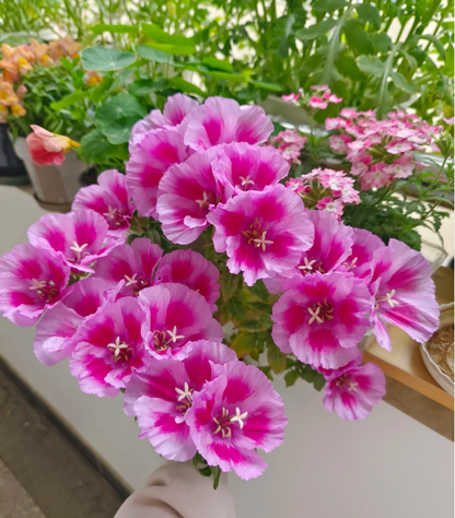 Clarkia amoena, Farewell-to-Spring