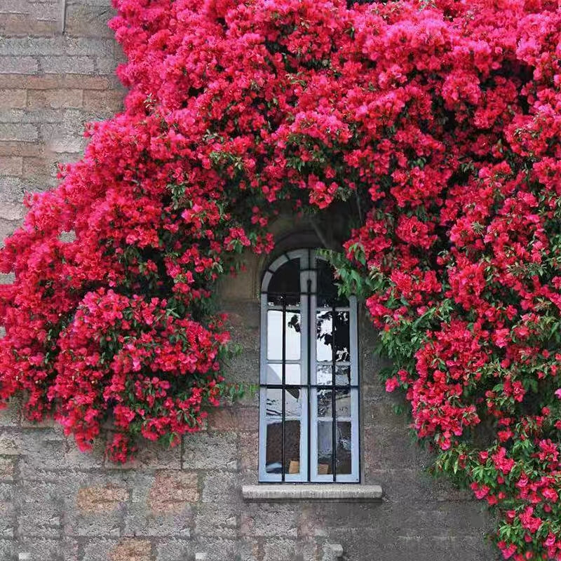 Climbing Plants Mix Seeds