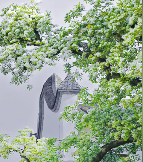 White Fringe Tree-April Snow