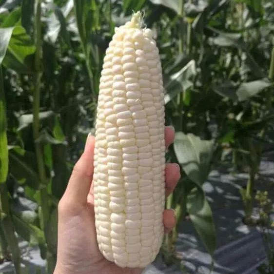 Milk Candy Corn Seeds