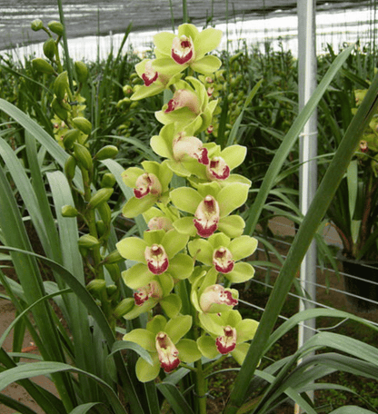 Cymbidium Orchid Seeds-Light Green