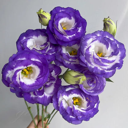Hardy Perennial Lisianthus Seeds RHS Certified for British Garden Beds Beginner Friendly