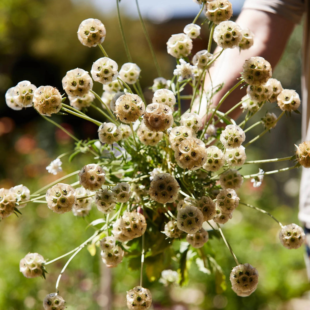 ⭐Starflower Pincushion Seeds