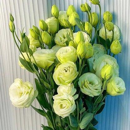 Hardy Perennial Lisianthus Seeds RHS Certified for British Garden Beds Beginner Friendly