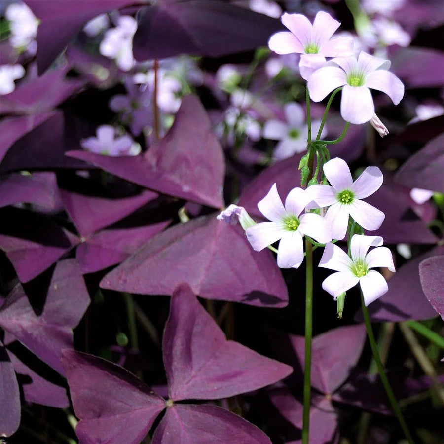 🔥Oxalis Triangularis Purple Shamrock Good Luck Plant Blubs