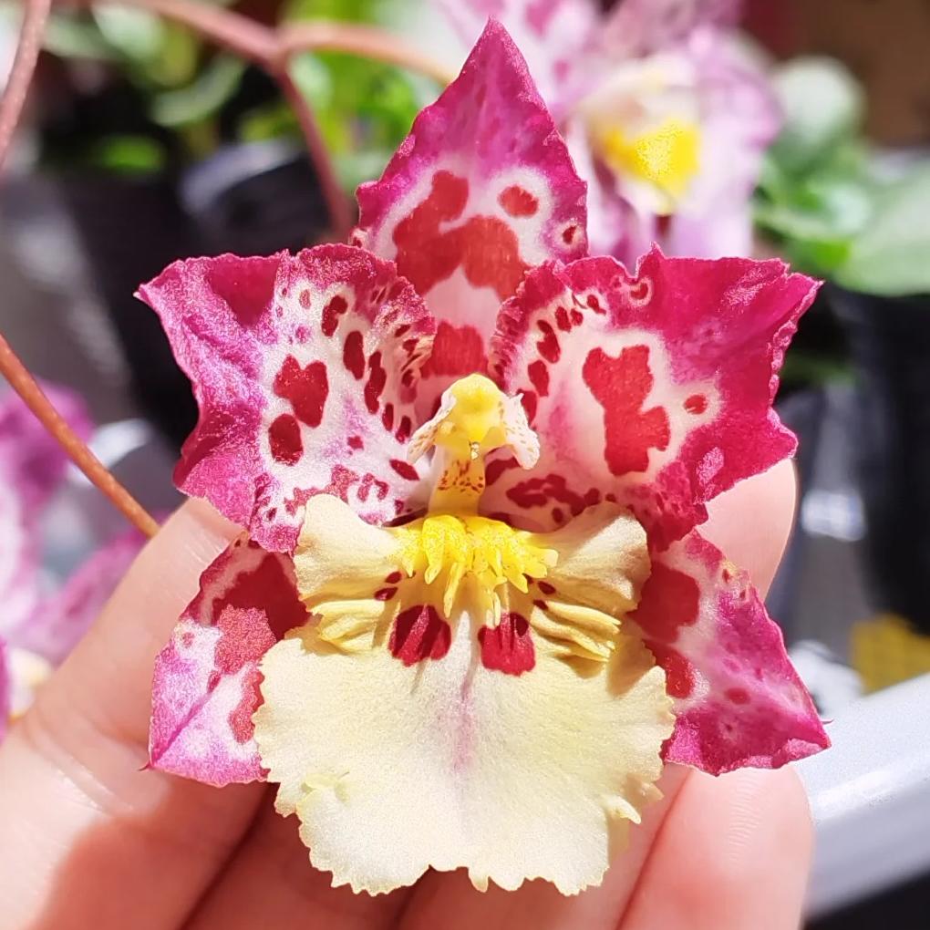 🌸Leopard Gemstone Orchid - Beautiful and Unique
