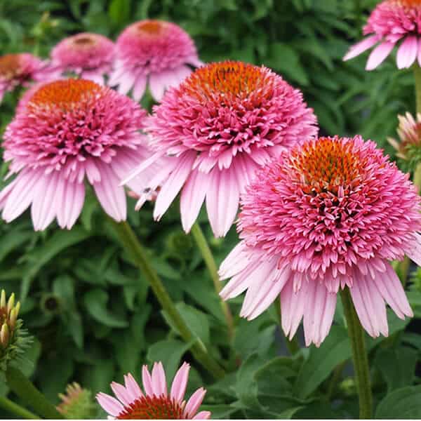 Echinacea Butterfly Kisses (Coneflower)