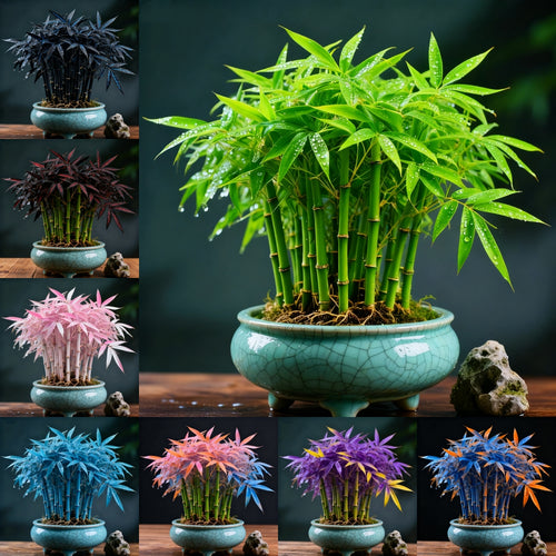 🌿 DreamBamboo Bulbs— Multi-Color Lucky Bamboo Cypress