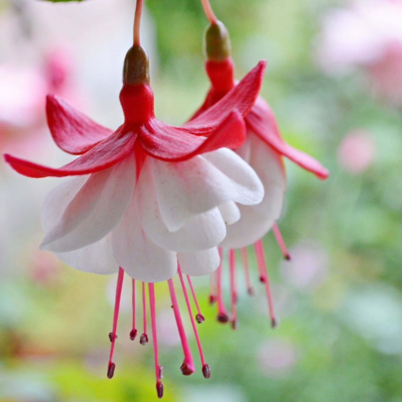 Fuchsia Flowers Seeds Lantern Flower, Bonsai Flower Seeds
