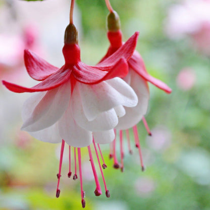 Fuchsia Flowers Seeds Lantern Flower, Bonsai Flower Seeds