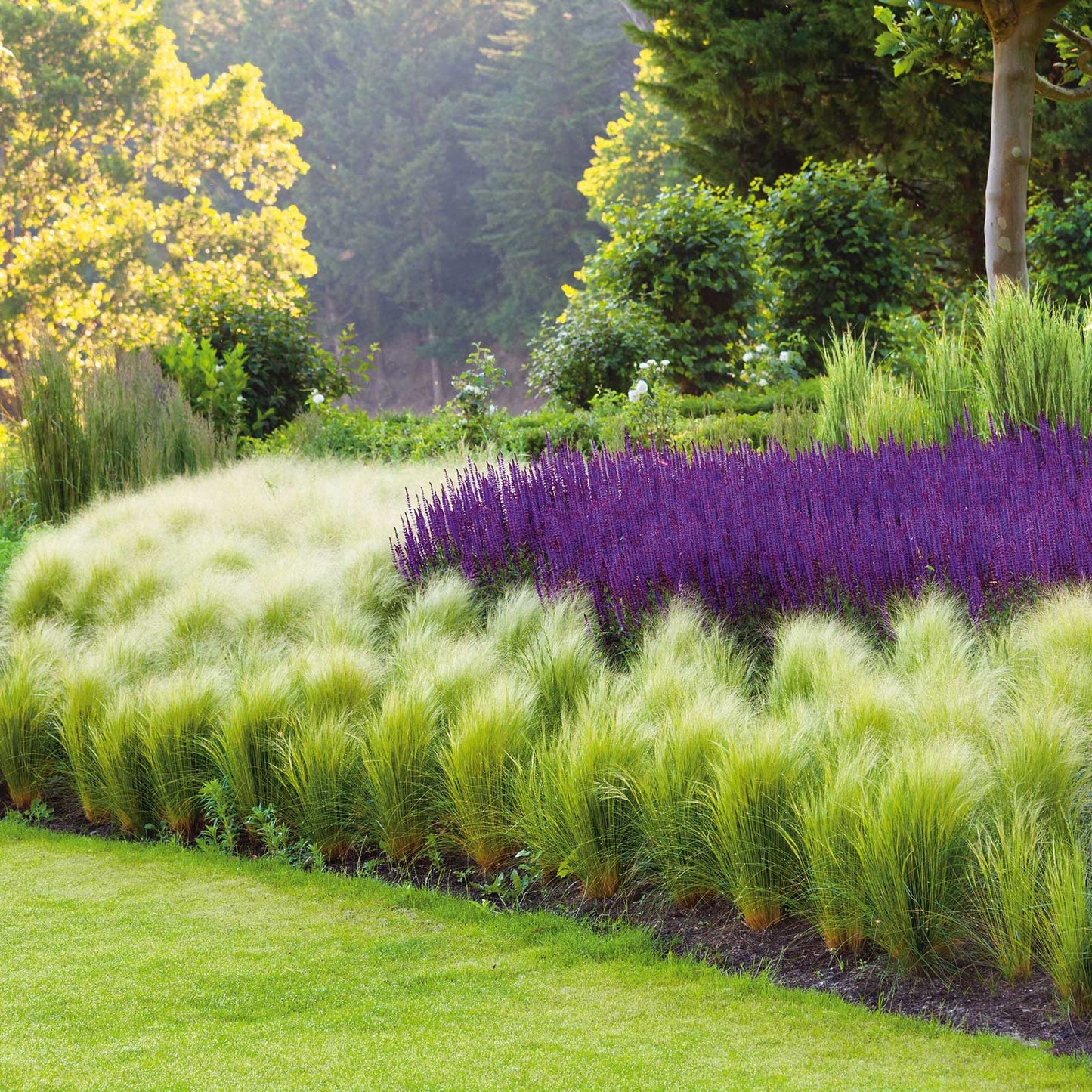 Grass Seeds - Mexican Feather Grass