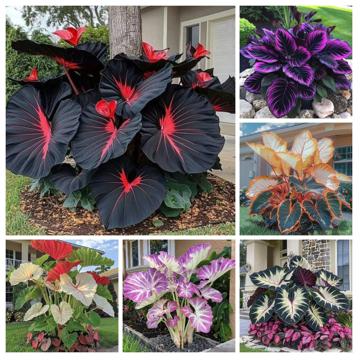 🌿Garden Favorite Hosta Bulbs – Lush Foliage, Shade-Loving Perennial Garden Plants🪴