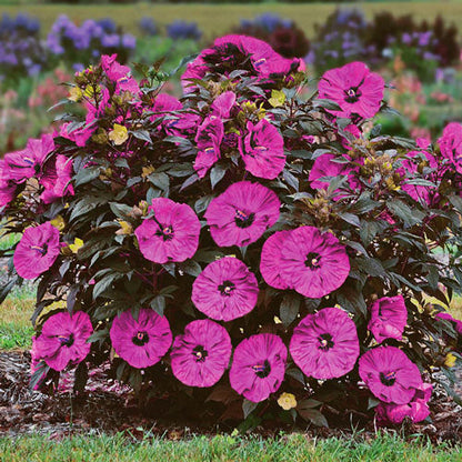 Sweet & Sultry Hibiscus Collection