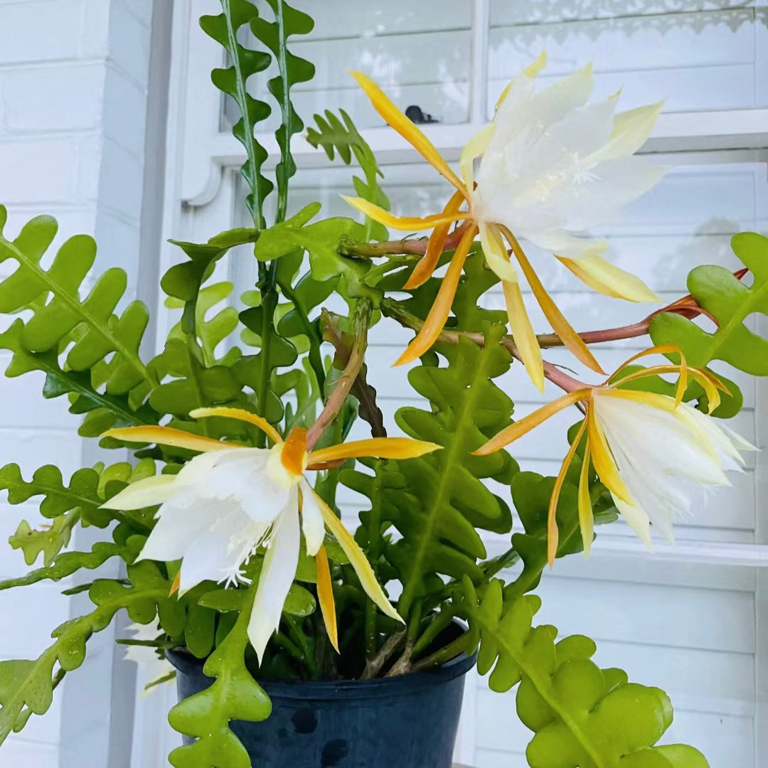 Cactus Rare Plant