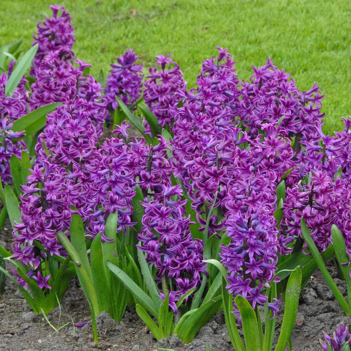 💜Hyacinth Bulbs – Fragrance You Can Grow