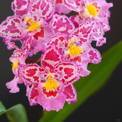 🌸Leopard Gemstone Orchid - Beautiful and Unique